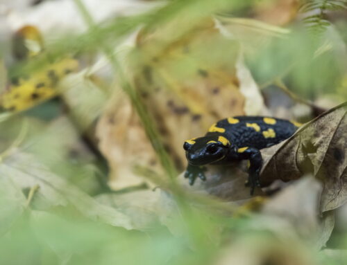 Fauna a flóra na dosah